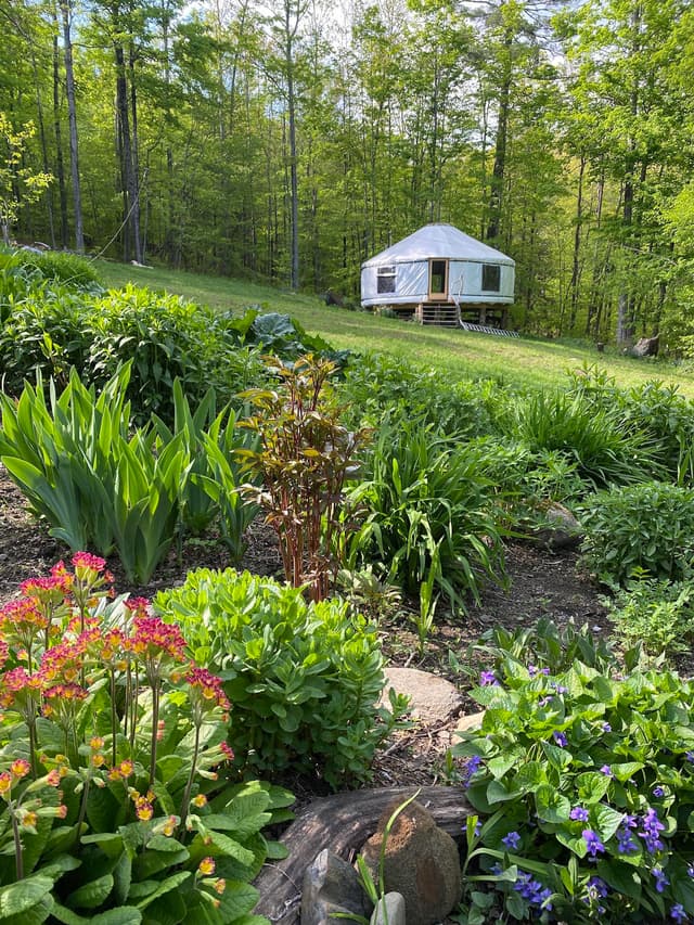 Exterior of the yurt in the woods